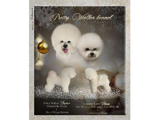 Bichon Frize κουτάβια προς πώληση