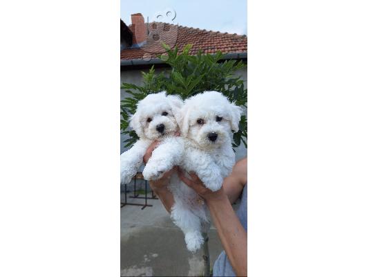 Curly Bichon κουτάβια όμορφα κουτάβια