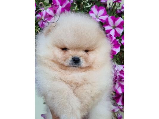 Κουτάβια Pomeranian BOO, κουτάβια Pomeranian Spitz