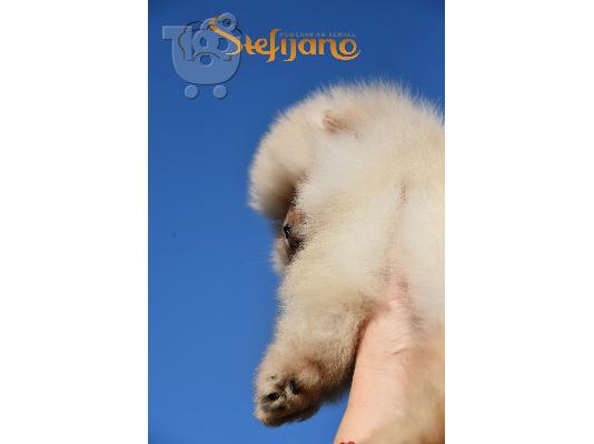 Κουτάβια Pomeranian Boo