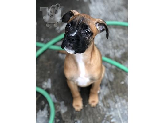 PoulaTo: boxer θηλυκο