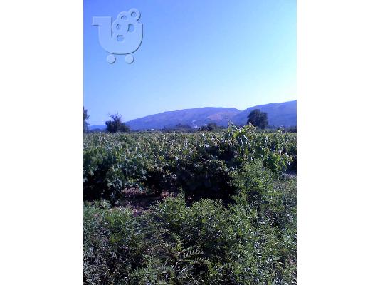 PoulaTo: Αγροτεμαχιο 3000τμ. Ζακυνθος