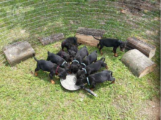 doberman katerini