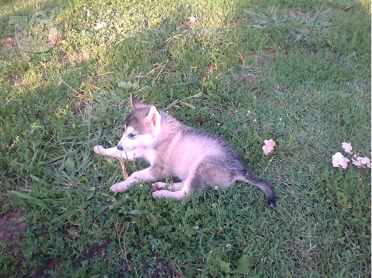 πωλουνται κουταβακια alaskas malamute