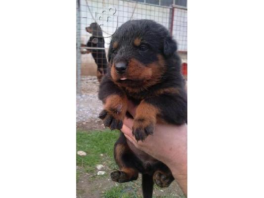 PoulaTo: pwlountai rottweiler PROSFORA 270e