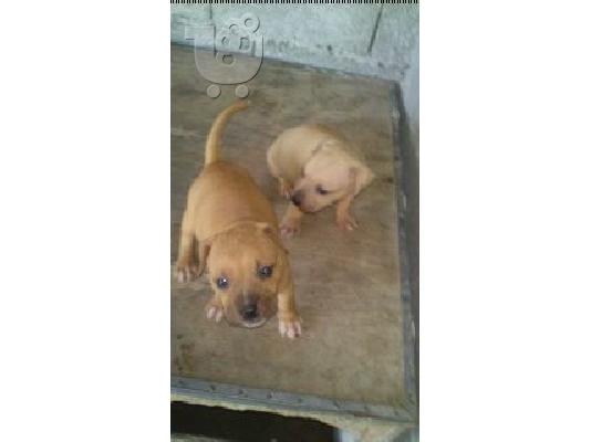 pitbull