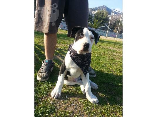 Bandog puppies