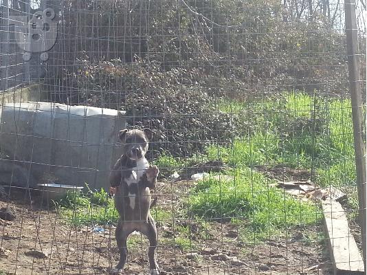 BLUE NOSE PITBULL