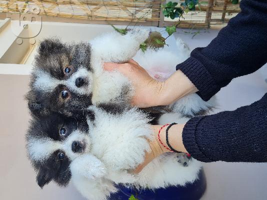 PoulaTo: Spitz mini bicolour