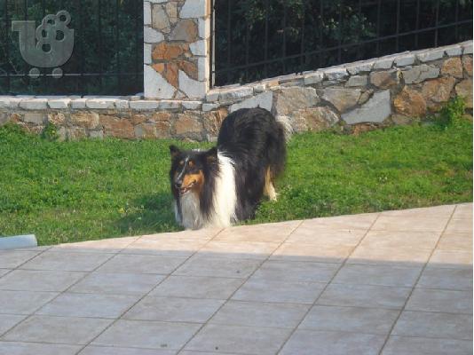 PoulaTo: Ζητώ Νύφη