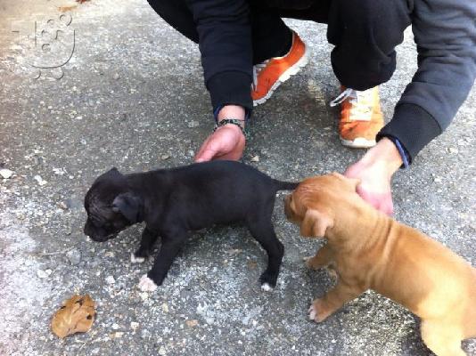 ΚΑΘΑΡΟΑΙΜΟ KOYTABI ΑΜΕRICAN PITBULL TERRIER