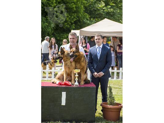 German Shepherd καθαροαιμα Αθηνα-Θεσσαλονικη-κρητη 6979314054...