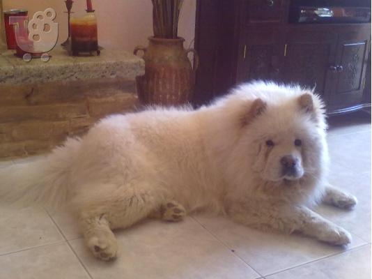 ΖΗΤΗΤΑΙ ΘΗΛΥΚΌ CHOW-CHOW ΓΙΑ ΖΕΥΓΆΡΩΜΑ