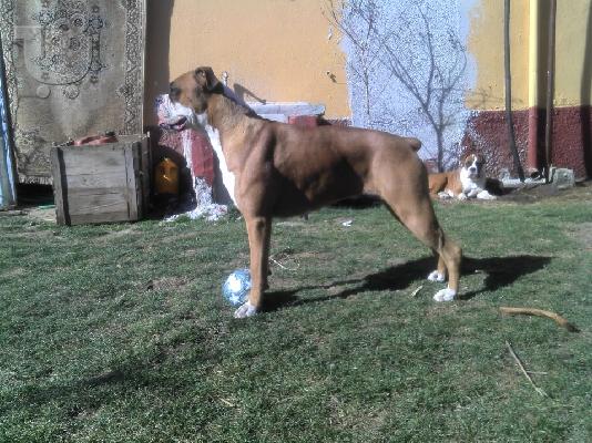 boxer ( λευκό αρσενικό)