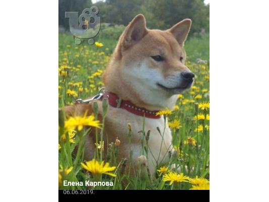 Κουτάβια Shiba inu