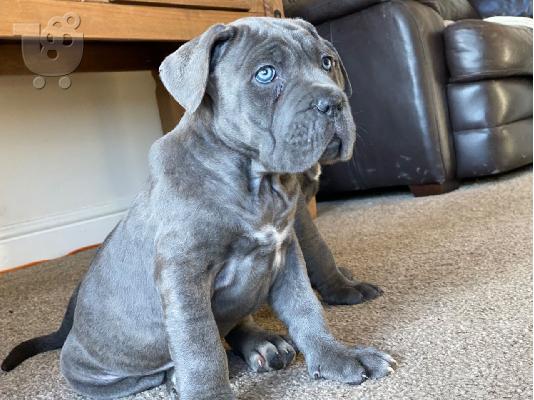 PoulaTo: Cane corso blue - Kάνε κόρσο μπλε