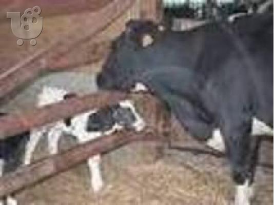 PoulaTo: ΠΩΛΟΥΝΤΑΙ ΜΟΣΧΑΡΙΑ ;