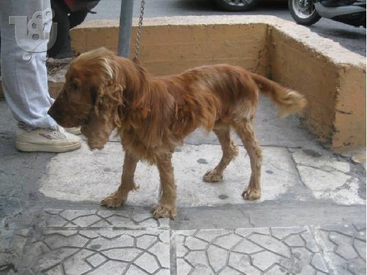 ΚΟΚΕΡ ΠΡΟΣ ΥΙΟΘΕΣΙΑ