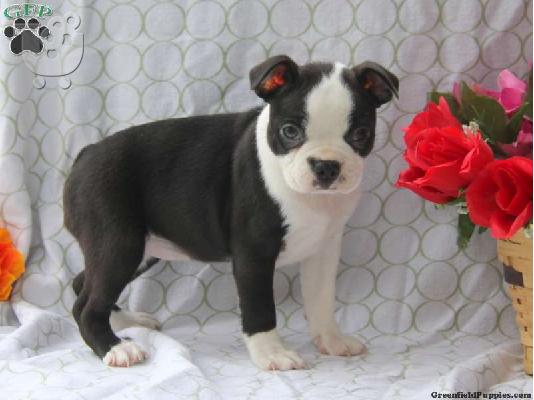 PoulaTo: Δύο γυναίκες Boston terrier κουτάβια