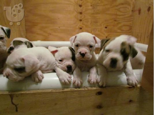PoulaTo: English bulldog