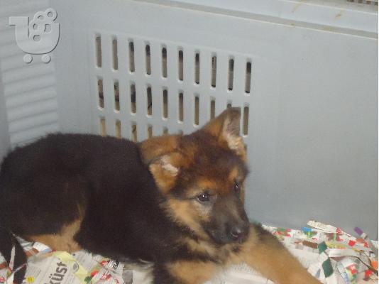 PoulaTo: GERMAN SHEPHERD