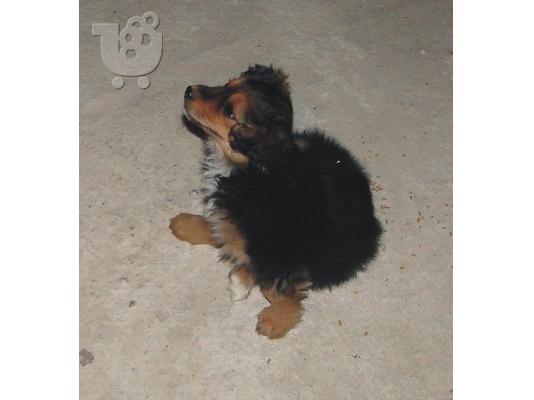 Κουτάβι 3 μηνών χαρίζεται (Θεσσαλονίκη)