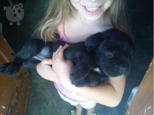 Διαθέσιμα καθαρόαιμα κουτάβια Cane Corso
