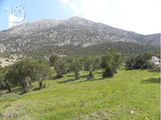 ΑΛΥΚΗ ΔΗΜΟΣ ΘΙΣΒΗΣ ΒΟΙΩΤΙΑ
