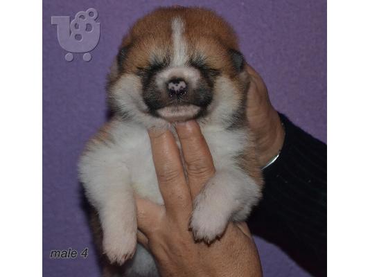 Akita inu κουτάβια από την κορυφή αναπαραγωγής.