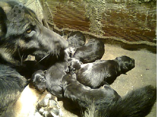 germany shepard dog