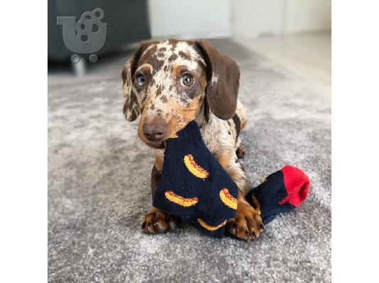Dachshund Puppies