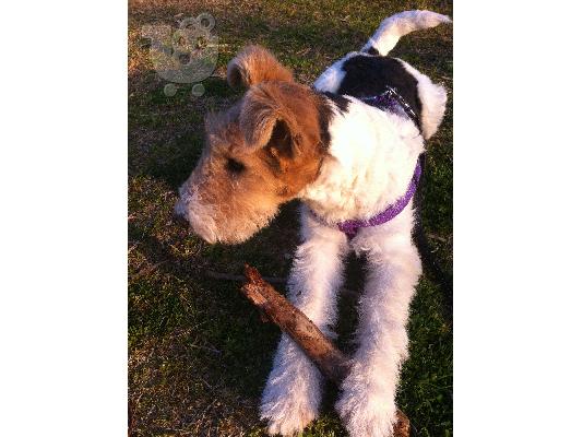 wire fox terrier