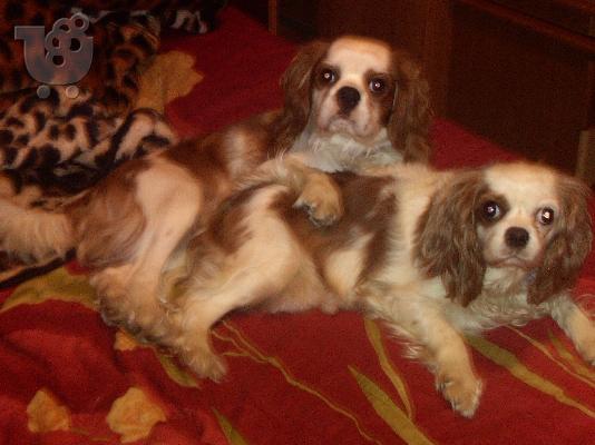 king charles cavalier
