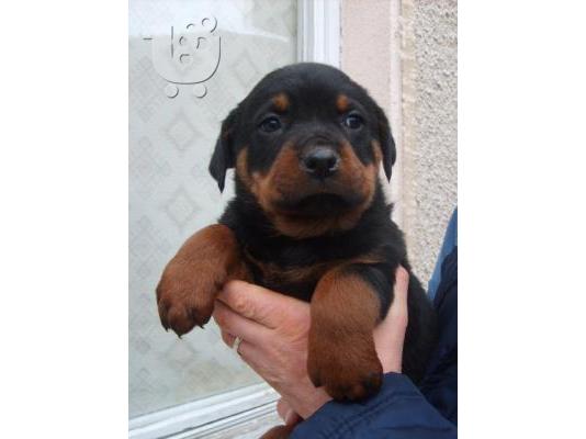Πωλουνται ROTTWEILER Ροτβάιλερ Ροτβάιλερ