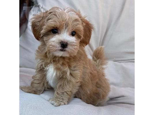 PoulaTo: Πανέμορφα mini maltipoo κουτάβια με γενεαλογικό.