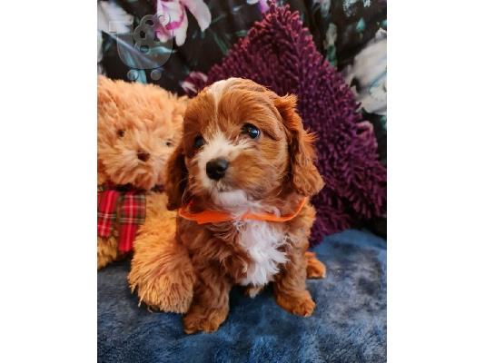 PoulaTo: Πωλούνται κουτάβια Cavapoo.