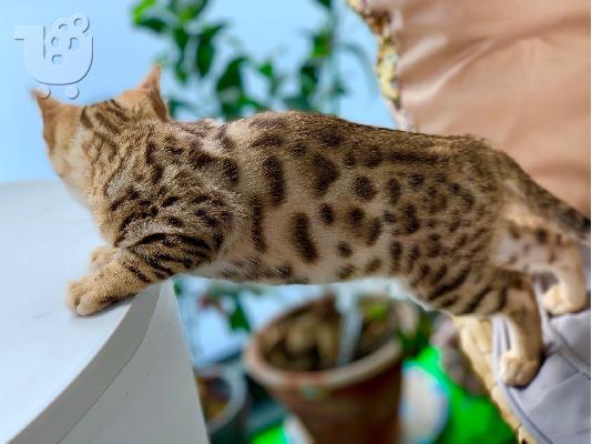 PoulaTo: Βεγγάλη Σαβάνα γατάκια από F1 έως F4