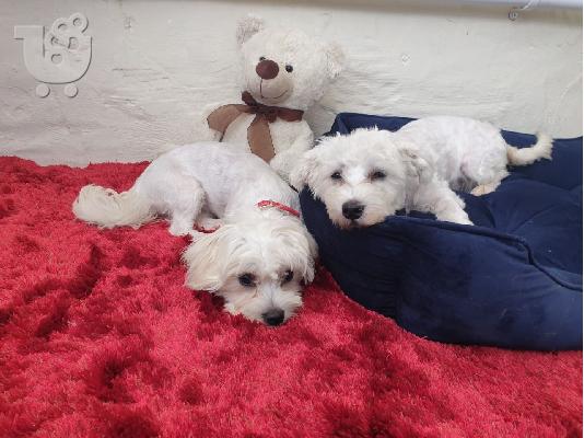 PoulaTo: Χριστούγεννα και Πρωτοχρονιά Bichon Maltese For Rehoming
