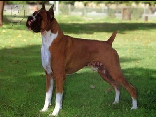 πυγμάχος-BOXER