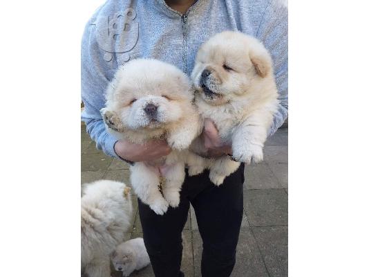 Chow Chow babies availableWe έχουν 5