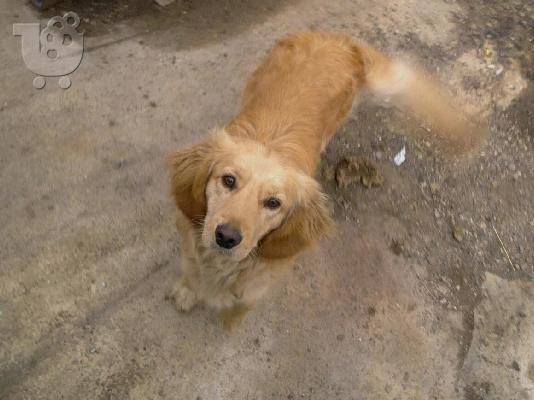 PoulaTo: GOLDEN RETRIEVER ΧΑΡΙΖΕΤΑΙ