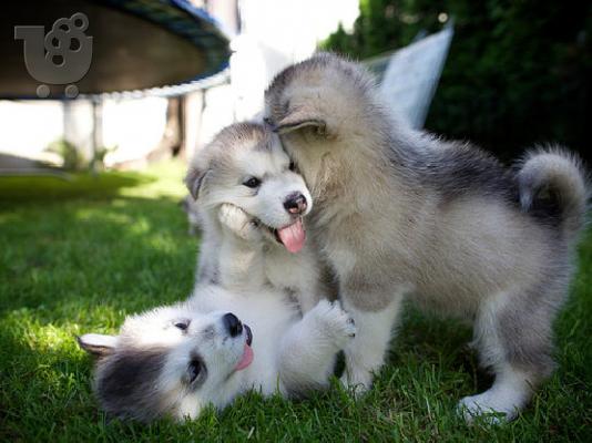 PoulaTo: Κουτάβια Malamute της Αλάσκας
