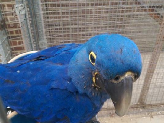 PoulaTo: Υάκινθος μωρά macaw προς πώληση για € 200