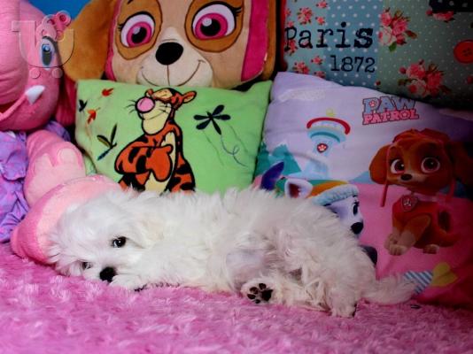 PoulaTo: Δύο Awesome T-Cup Pomeranian Puppies