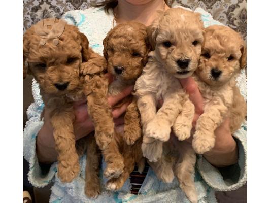 PoulaTo: Toy Poodle Puppies