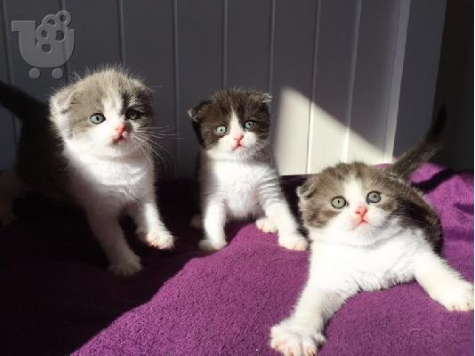 PoulaTo: scottish fold kitten