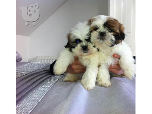PoulaTo: Σιχ τσου - Shih Tzu
