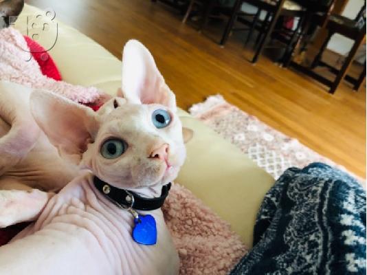 Όμορφα γατάκια Sphynx