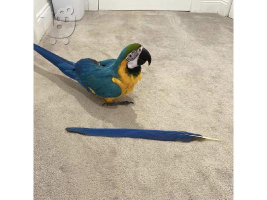 PoulaTo: Hand reared scarlet macaw baby parrots