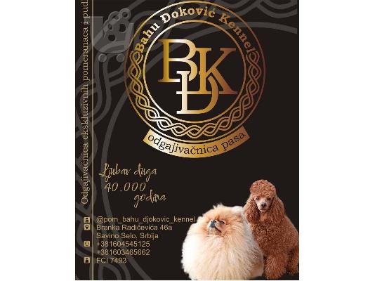 Pomeranian Spitz κουτάβια